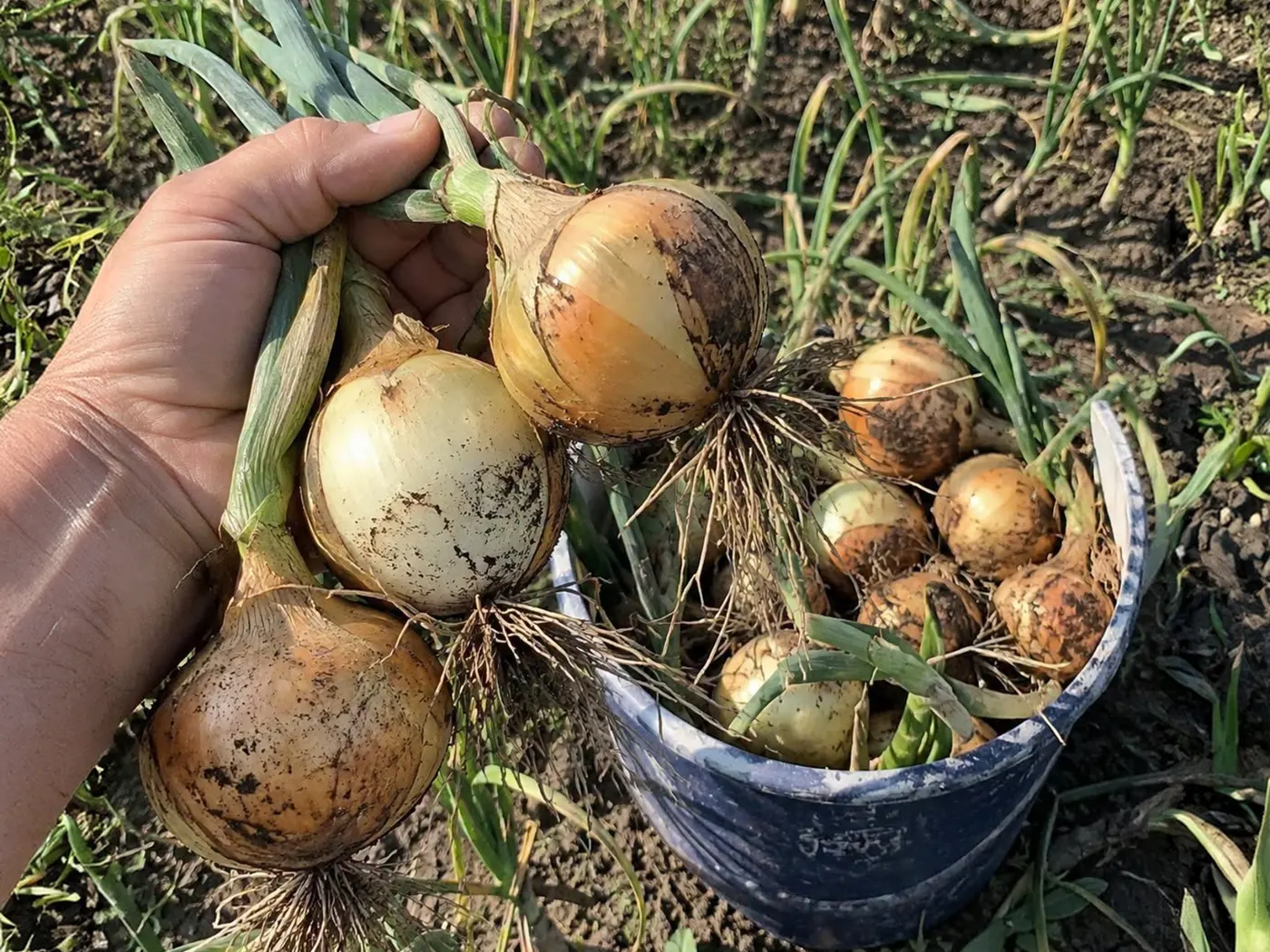 Збиральник цибулі